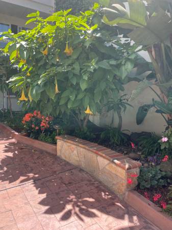 $1,100 Apartment Share Near Kaiser Oakland (oakland north / temescal)63813613099779120