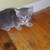 Kittens 4 thumbnail