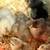 Standard Cochin chicks 1 thumbnail