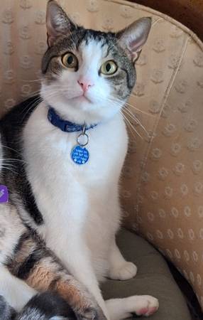 Lost Cat (Royal Oaks)64009563652481120