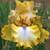 Iris rhizomes available on SATURDAY 9 thumbnail