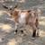 Registered Nigerian Dwarf Goat buckling 2 thumbnail