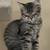 Kittens. Text 480 six 2 8 0473 8 thumbnail