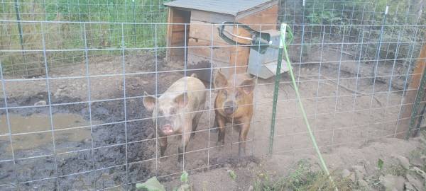 Whole pig Berkshire durloc cross 1