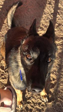Malinois looking for home! 1