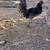 Gallos 4 thumbnail
