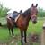 Standardbred 9 yr. old Trail Gelding 7 thumbnail