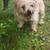 DOG FOUND 1 thumbnail