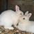 Rabbits 4 thumbnail