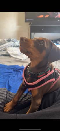 Cachorro de Doberman rojo en adopción (Federal way)64184332005763124