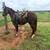 4 year old ranch gelding 3 thumbnail
