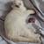 🐾 Purebred Scottish Fold Kittens – Ready Now (Brooklyn NY) 2 thumbnail