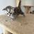 Kitten 6 thumbnail