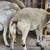 Sheep Lambs 8 thumbnail