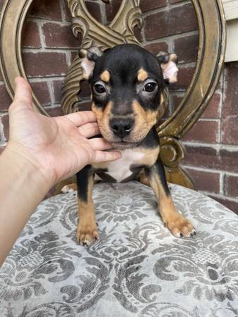 Cachorros bravucones (Houston)63859315773955120