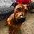 Rehoming my one year old dog 1 thumbnail