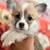 Loving Corgi Puppy 2 thumbnail
