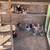 Serama pullets 1 thumbnail