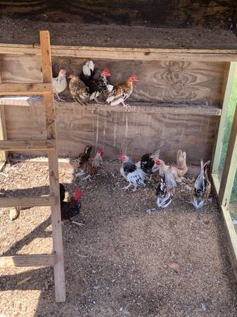 Serama pullets 1