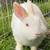 Rabbits 1 thumbnail