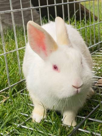 Rabbits 1