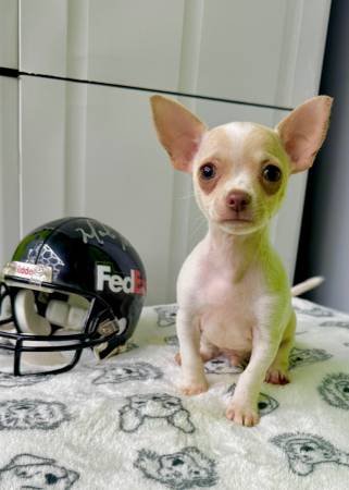 Chihuahua s (Tacoma)63942501071618122