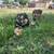 Standard Australian Shepherd 12 thumbnail