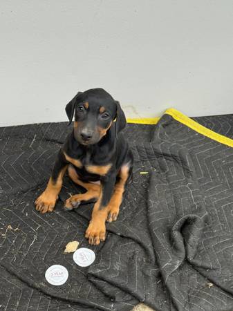 Hembra Doberman (pittsburg / antioch)63890025286401121