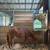 Yearling Filly 3 thumbnail