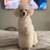 Toy Poodle 4 thumbnail