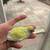 Parakeets 8 thumbnail