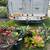 BROMELIADS, various types sizes and colors 23 thumbnail
