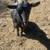 Nigerian Dwarf Goats (discounts for multiples) 1 thumbnail