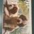 The Saint Bernard Classic by Albert De La Rie (1974, HCDJ) 5 thumbnail
