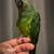Dusky conure 2 thumbnail