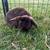 Mini chocolate plush lops bunny buck 3 thumbnail