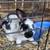 Rabbits 3 thumbnail