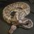 Ball Python 2 thumbnail
