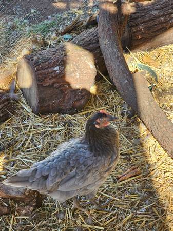 Rehoming chickens (Jamul)604312431693680643