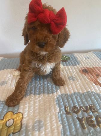 Medium Goldendoodle f1b (Metairie)63904508023170120
