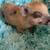 Mini pigs 3 thumbnail