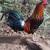 Only 3 left. Gamefowl Roosters 2 thumbnail