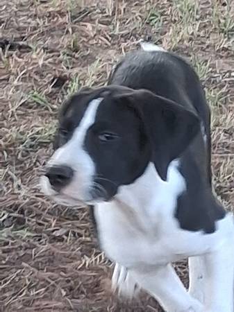 Cachorros de 11 semanas gratis para un buen hogar (Chandler)63681505800835122
