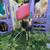 Texmaster cross goats *price reduced* 3 thumbnail