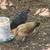 Young pullets 5 thumbnail