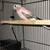 Rosy Bourke Parakeet 3 thumbnail