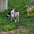 nigerian goats herd reduction 4 thumbnail