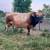 Miniature bull 4 thumbnail