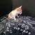 Sweet & Friendly Kittens Need Loving Homes - 9 Weeks Old 2 thumbnail