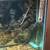 AQUARIUM-HUGE FISH TANK - 60 GALLON - PLUS FISH - MOVING 5 thumbnail